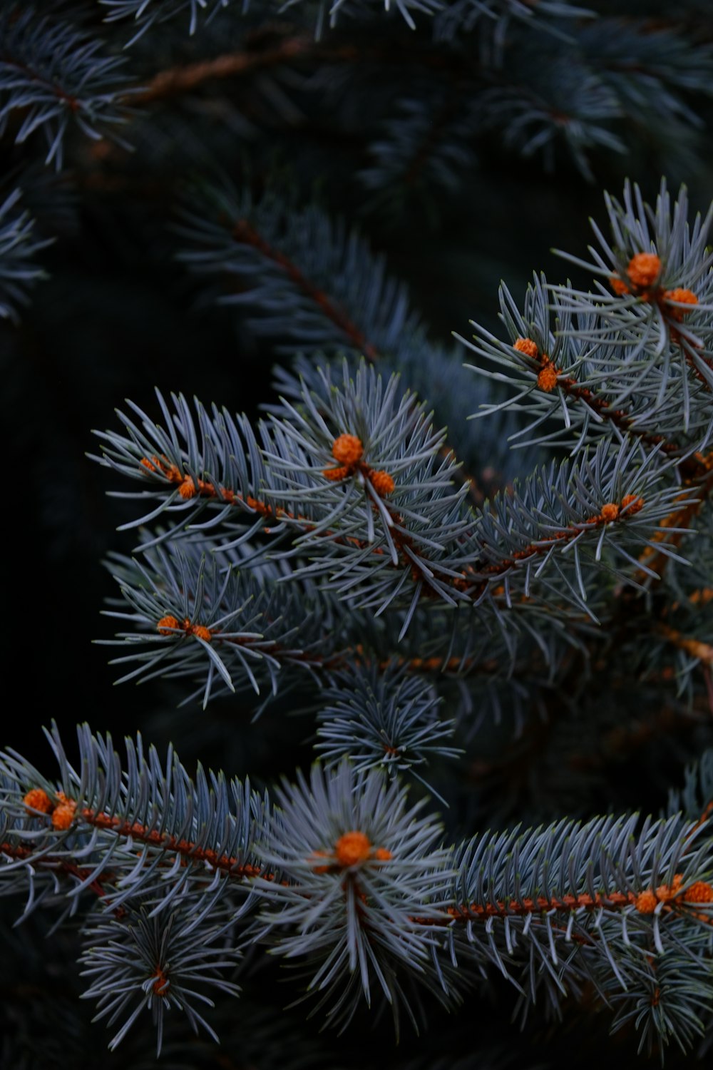 a close up of a pine tree branch