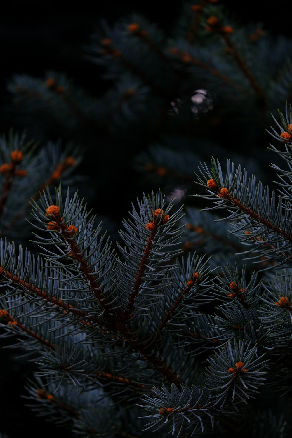 a close up of a pine tree branch