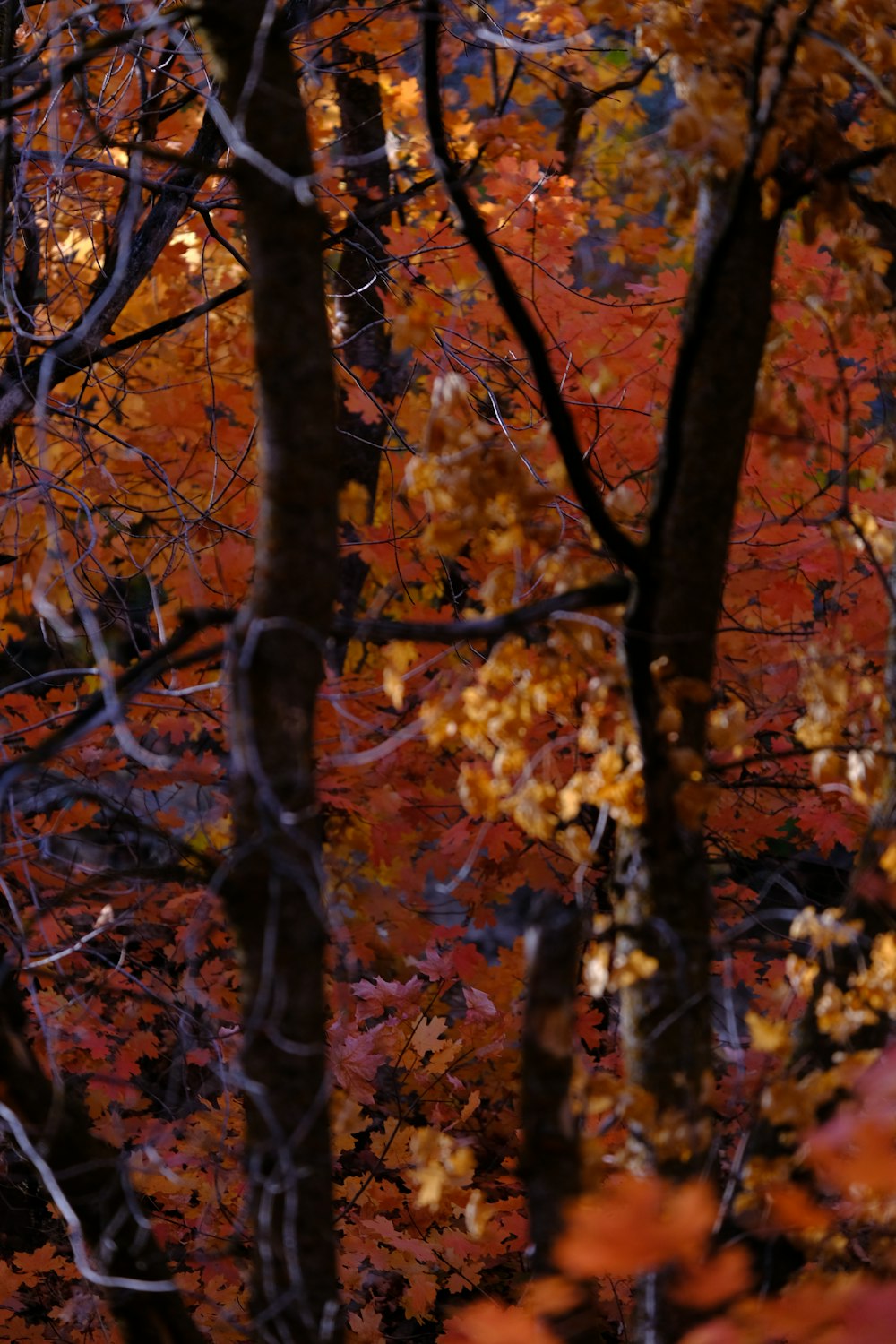 a forest filled with lots of trees covered in fall leaves