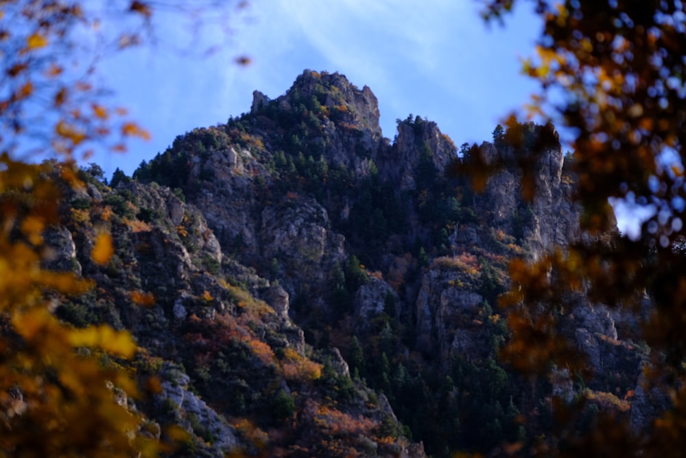 a very tall mountain with lots of trees on it