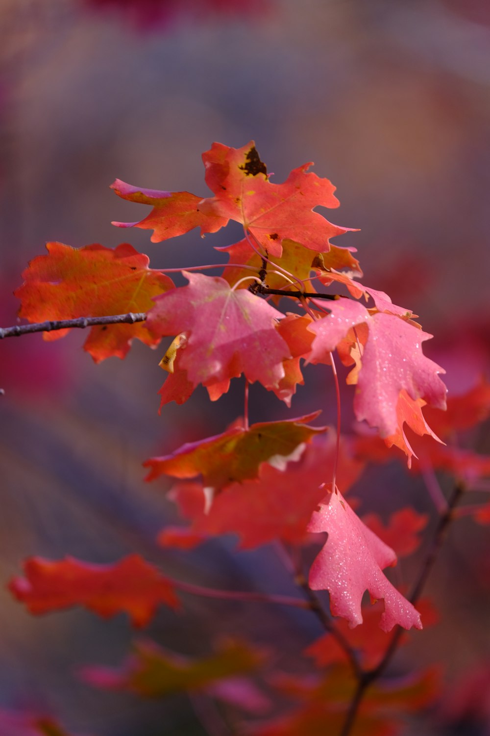 a close up of a tree with red and yellow leaves