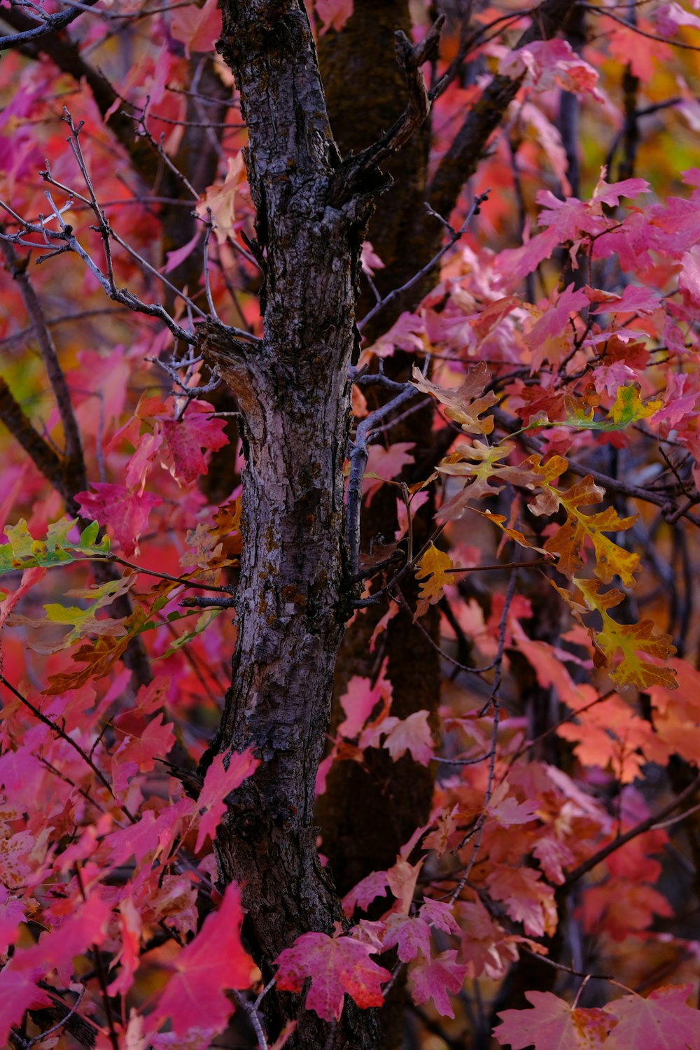 a tree with red and yellow leaves in the fall
