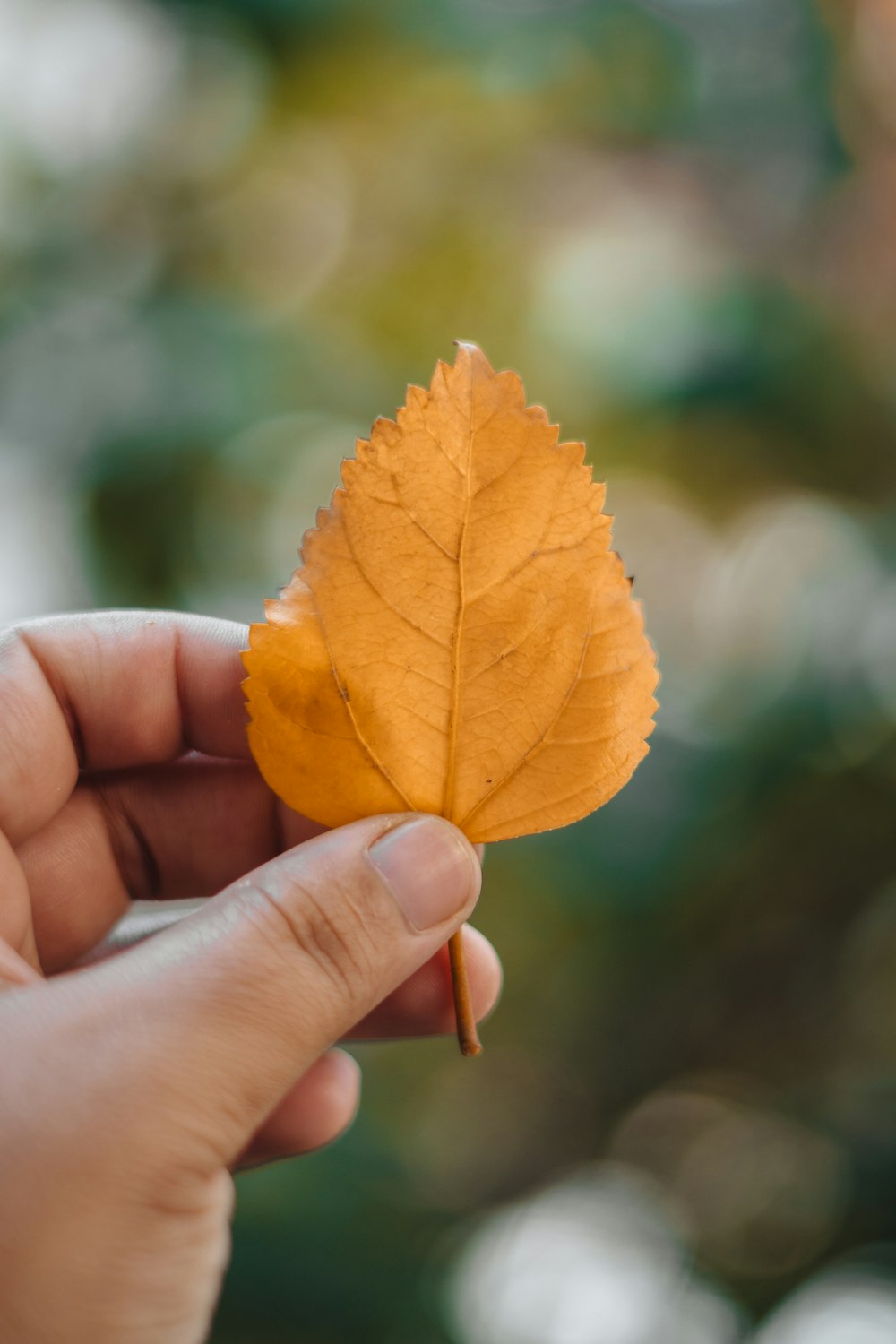 a person holding a yellow leaf in their hand