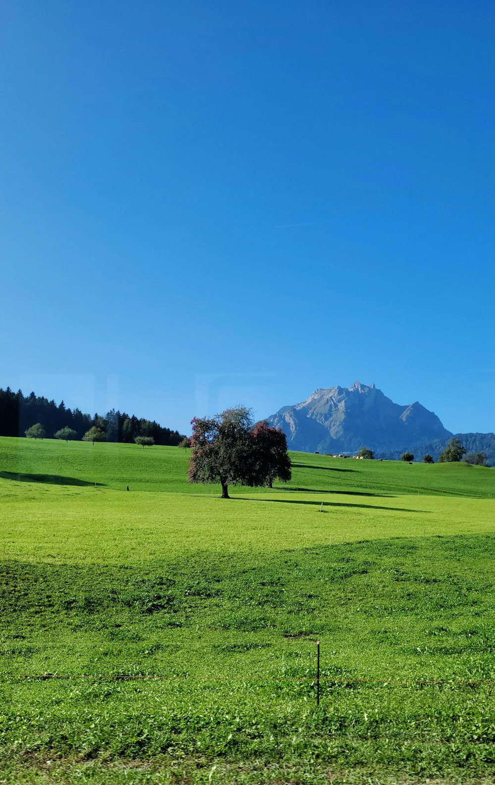 a lone tree in a green field with mountains in the background