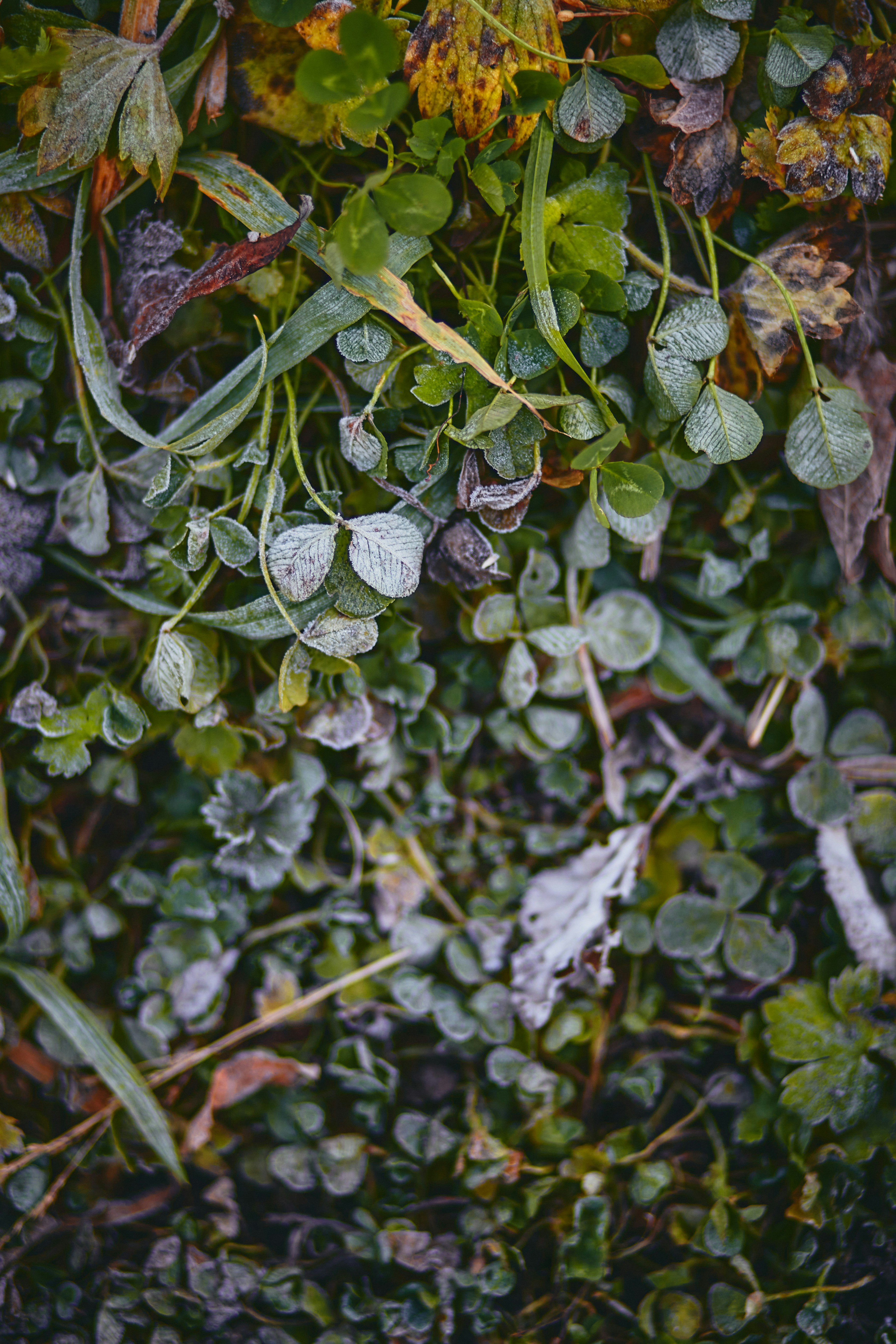 a bunch of leaves that are on the ground