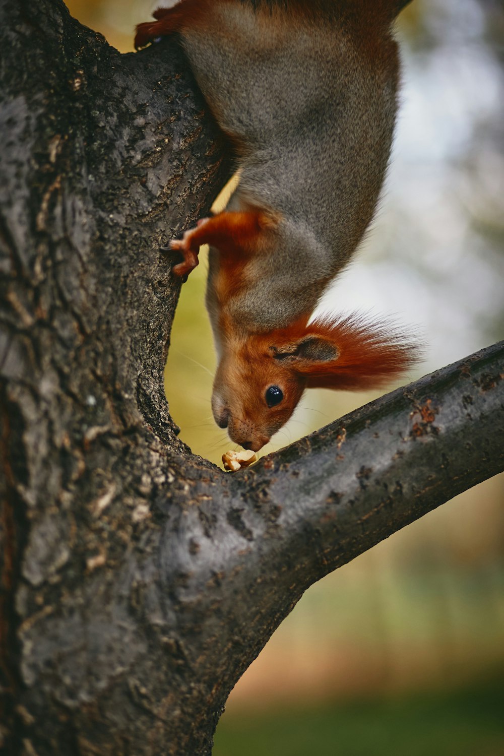 a squirrel climbing up the side of a tree