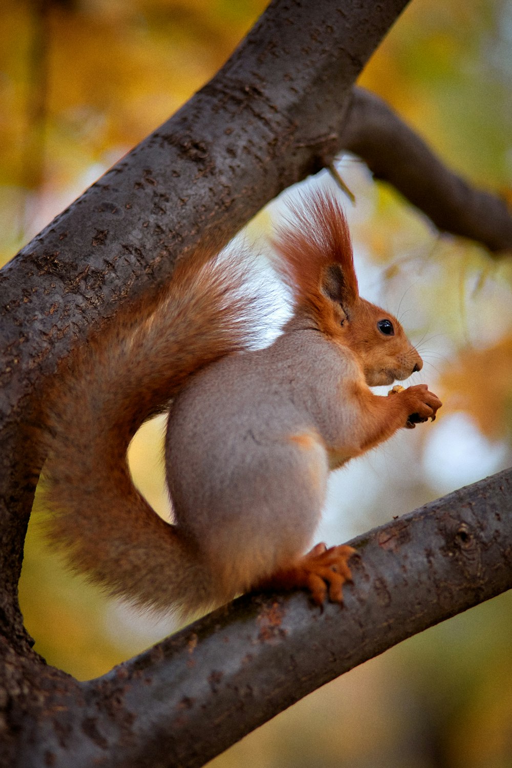 a squirrel is sitting on a tree branch