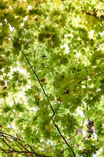 Sunlight filtering through maple leaves onto tea drying racks crafted from bamboo.