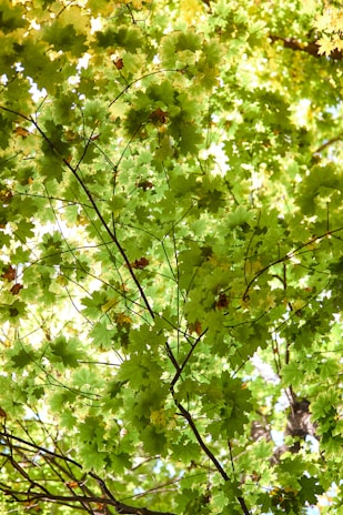 Sunlight filtering through maple leaves onto tea drying racks crafted from bamboo.
