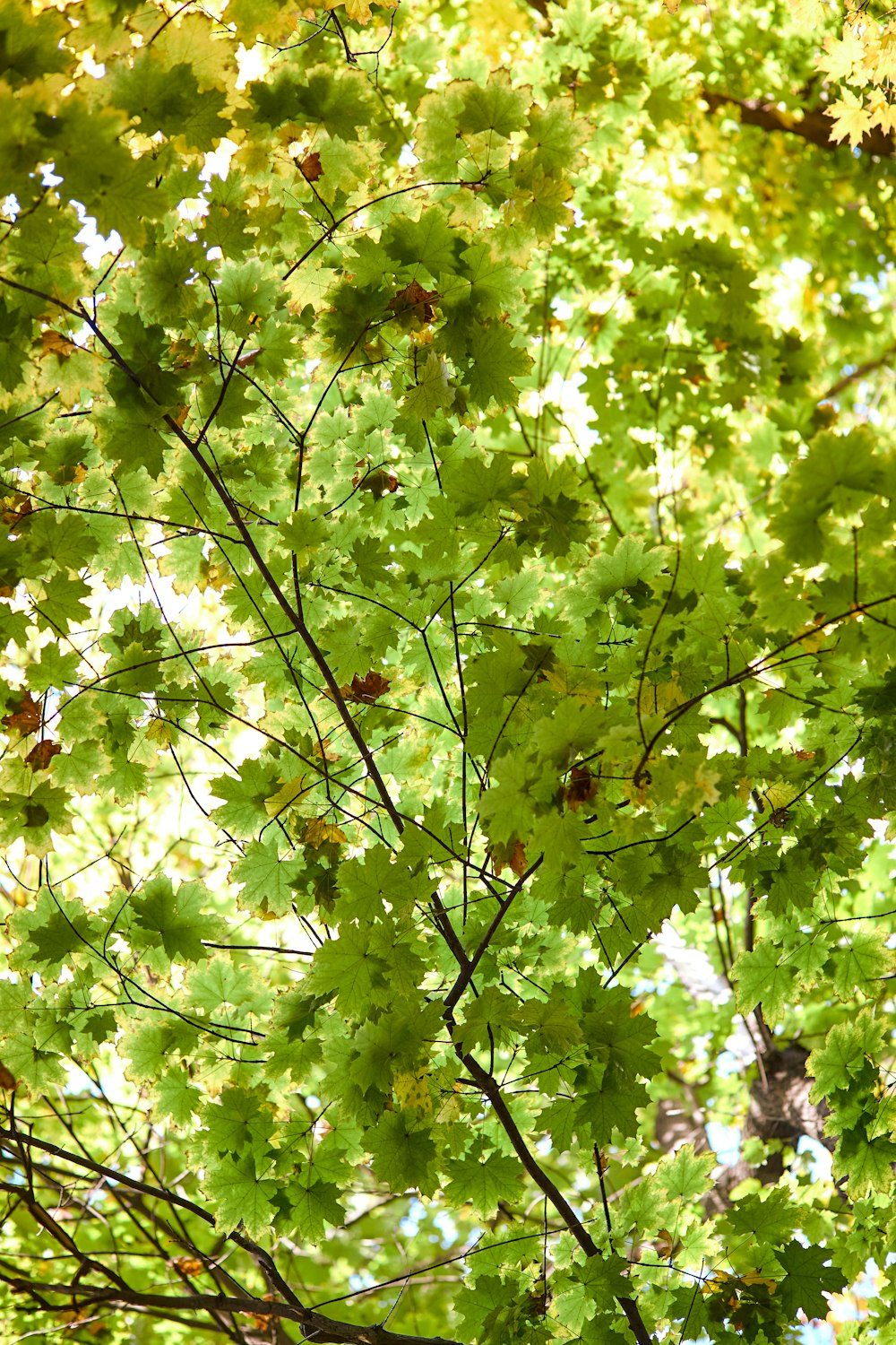 the leaves of a tree are green and yellow