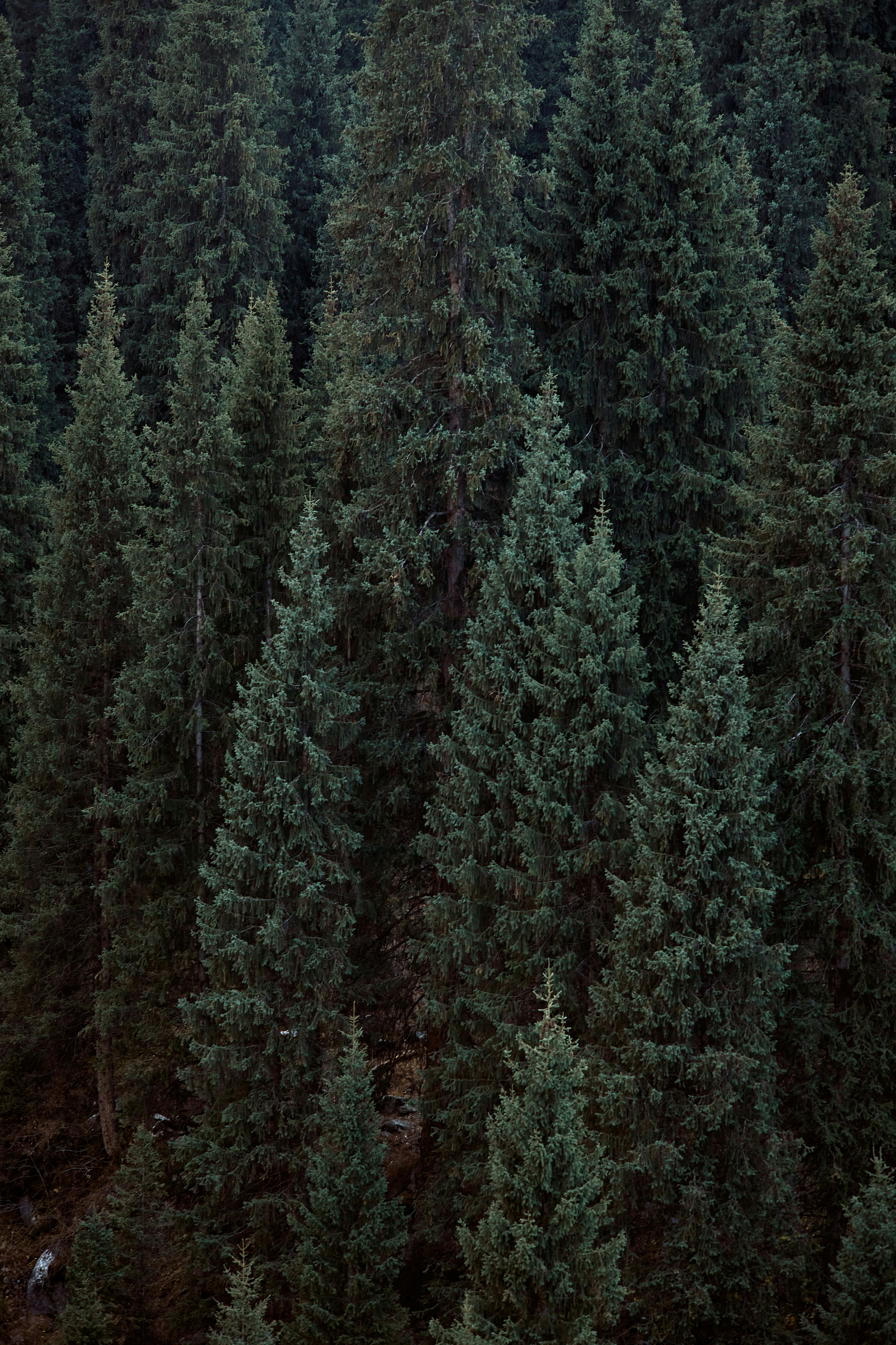 a forest filled with lots of tall green trees