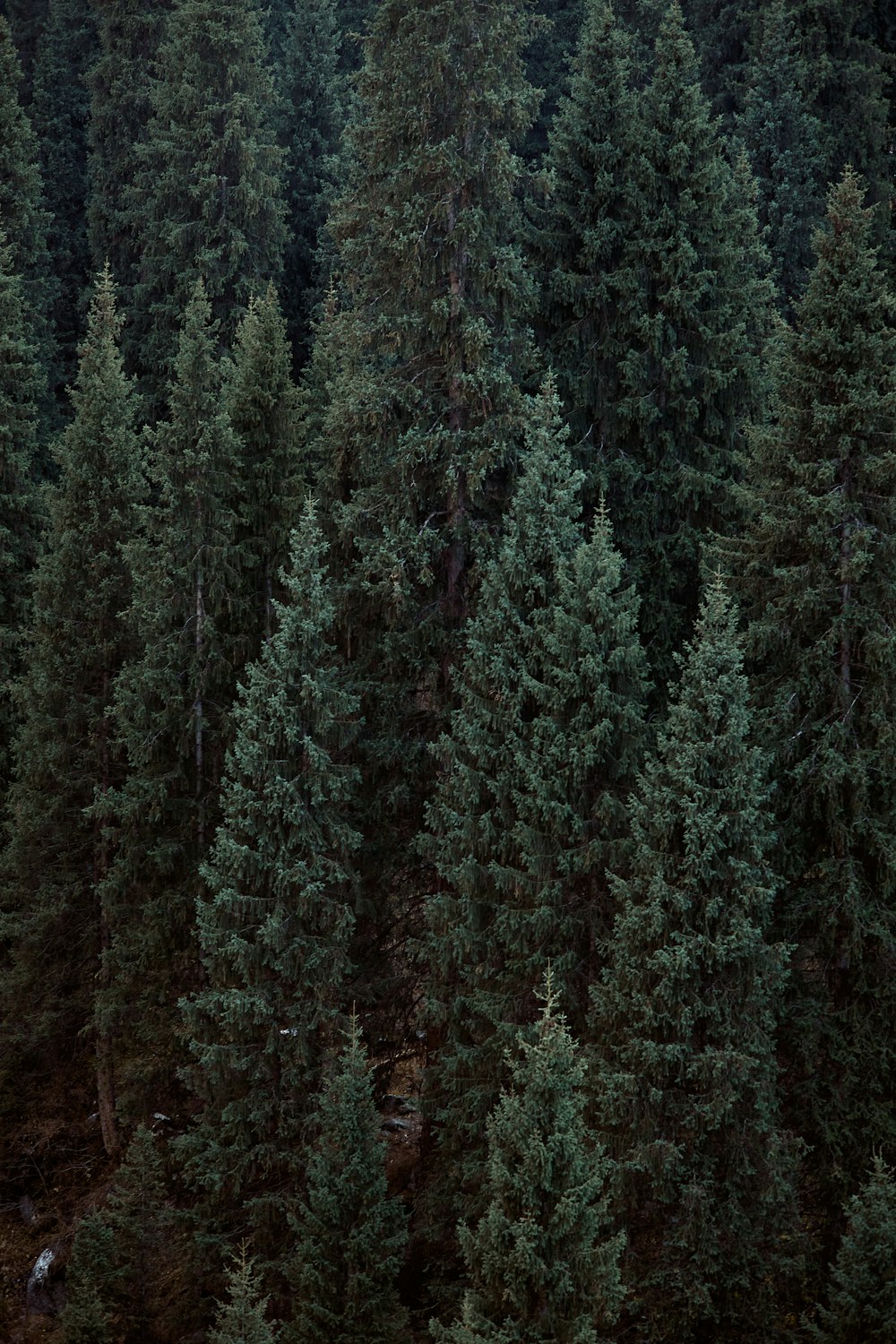 a forest filled with lots of tall green trees