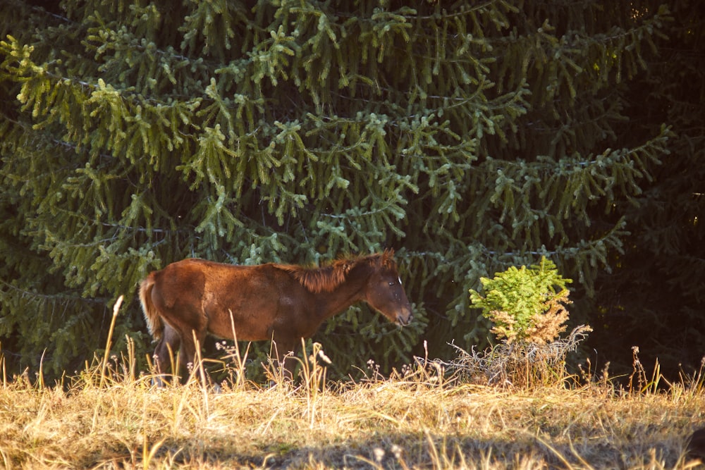 a brown horse standing in a field next to a forest