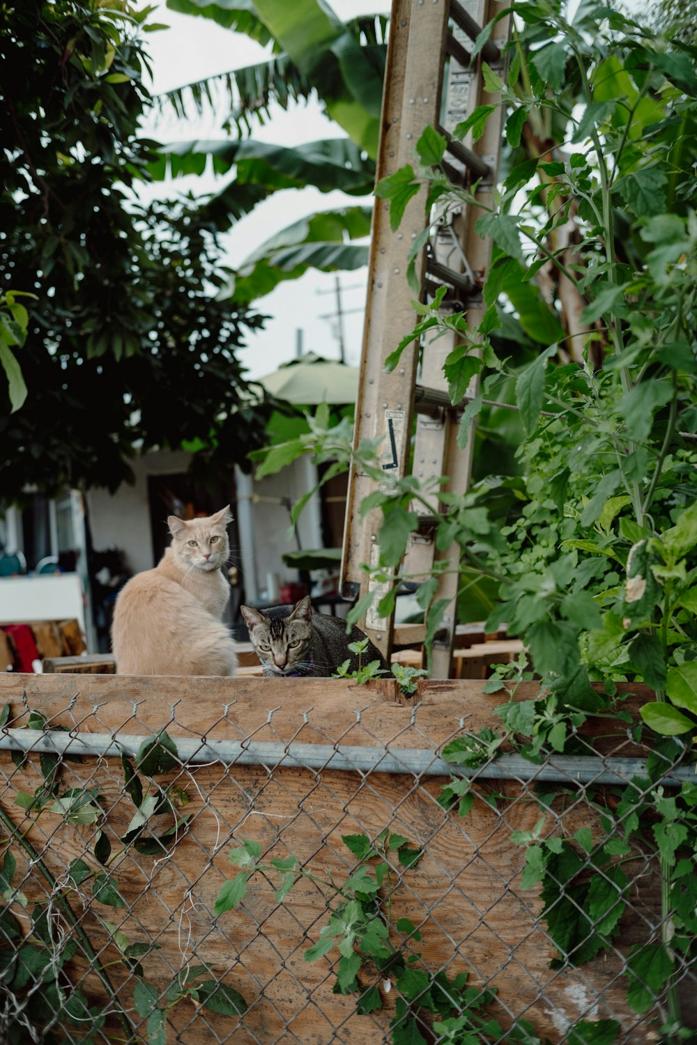 a couple of cats sitting on top of a fence