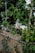 A ginger cat is perched on a wooden structure surrounded by dense green foliage and a metal fence. Another cat, grey in color, can be seen partly hidden behind the first cat. The environment appears to be an outdoor garden or yard with a ladder leaning against a tree and objects scattered around the area.