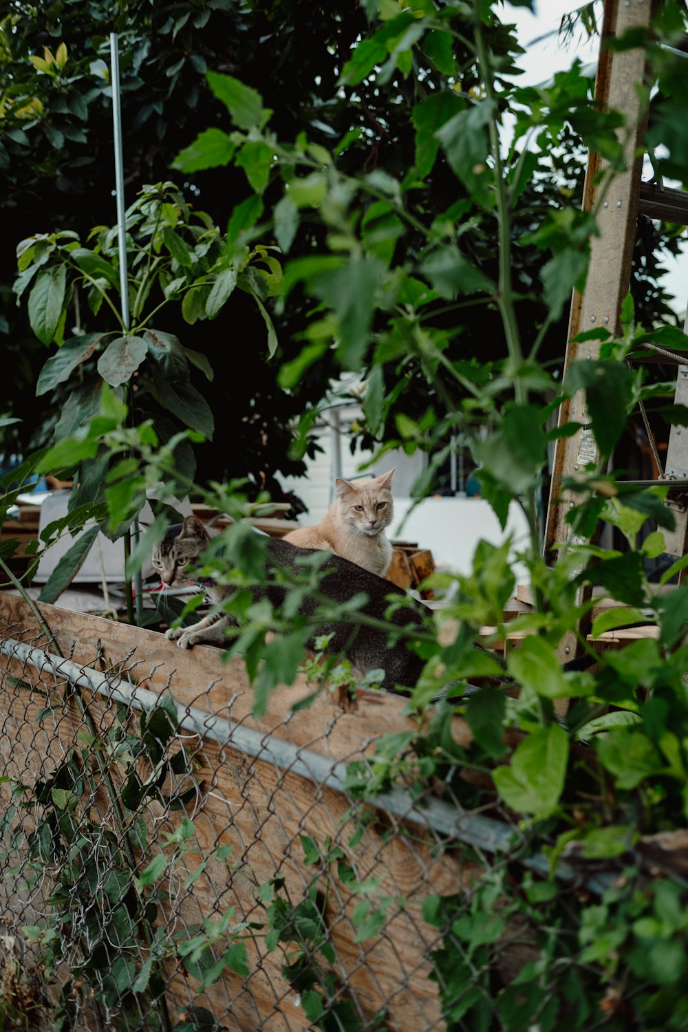 a cat sitting on top of a fence next to a tree