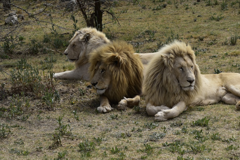 um casal de leões deitado em cima de um campo coberto de grama