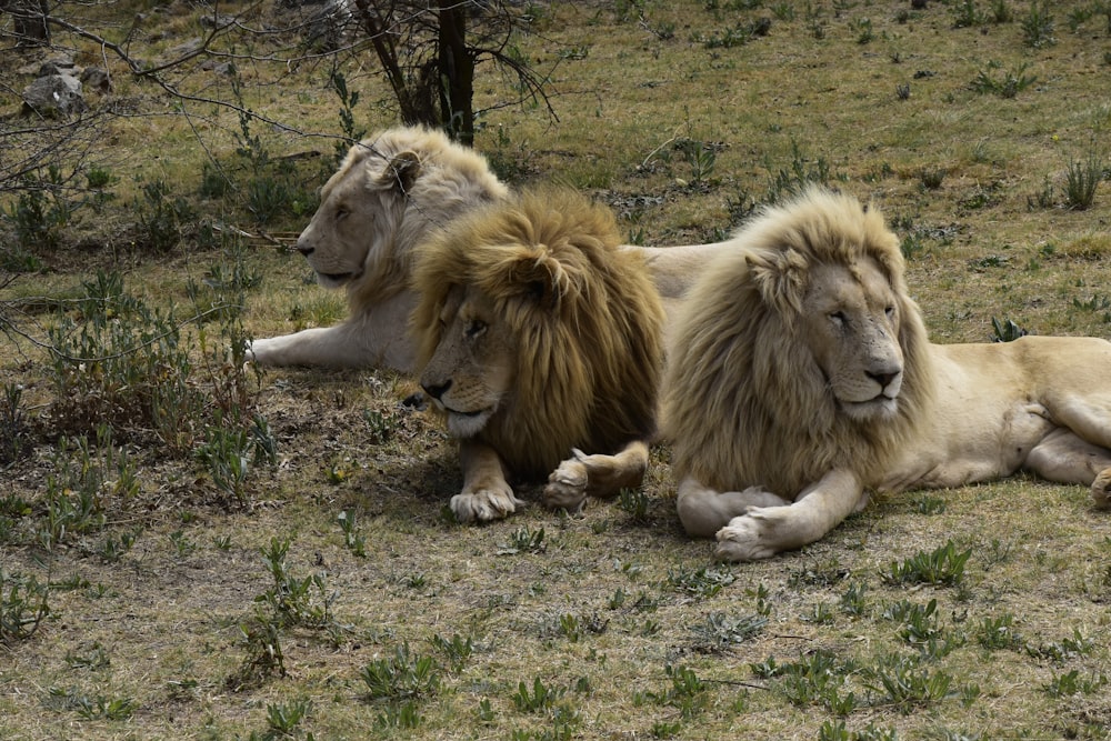 Un par de leones tumbados en lo alto de un campo cubierto de hierba