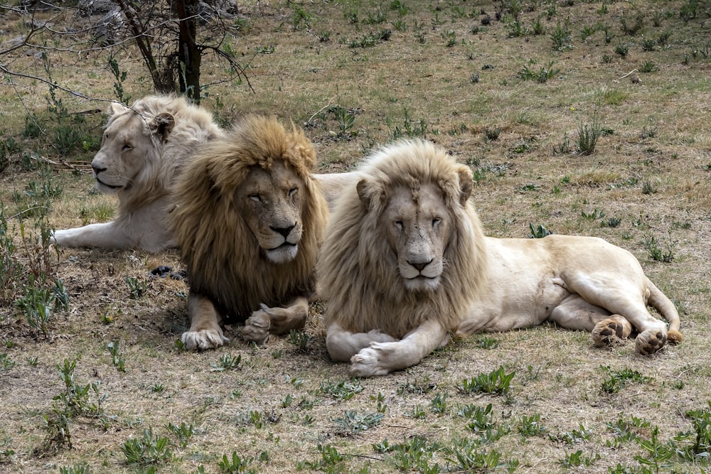 a couple of lions laying on top of a grass covered field