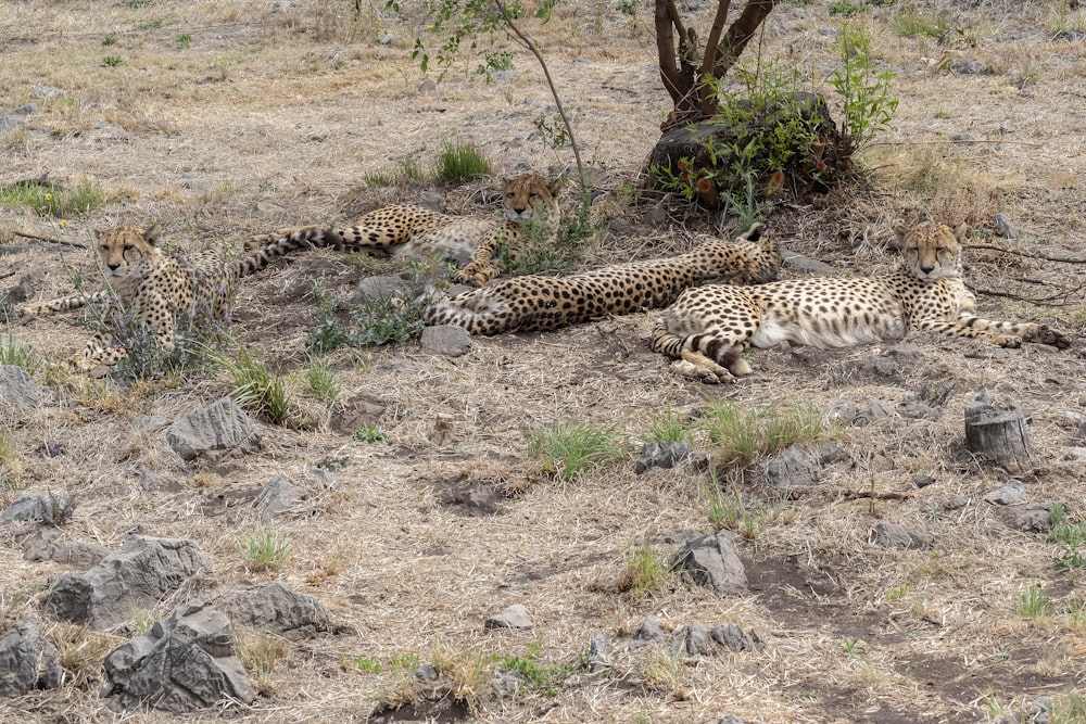 Eine Gruppe Geparden liegt neben einem Baum auf dem Boden