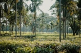 Rows of healthy palm trees thriving under natural sunlight.