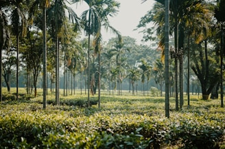 Tall palm trees standing in orderly rows, surrounded by lush green foliage, creating a serene and tranquil natural setting under a clear sky.