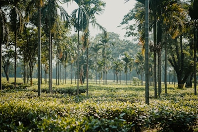 Rows of healthy palm trees thriving under natural sunlight.