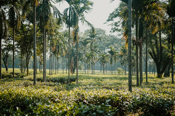 Lush palm trees lined up at the nursery under a bright Abu Dhabi sky.