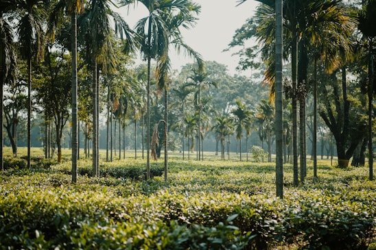 Tall palm trees standing in orderly rows, surrounded by lush green foliage, creating a serene and tranquil natural setting under a clear sky.