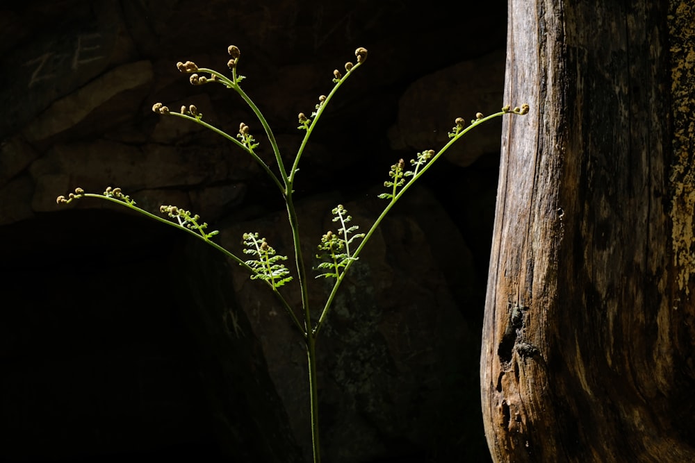 a close up of a plant near a tree