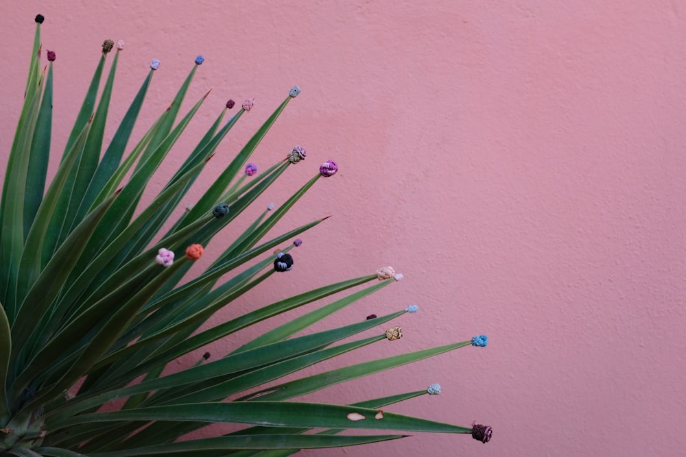 a pink wall with a green plant next to it