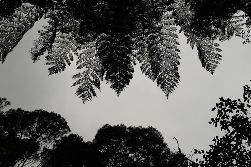 a black and white photo of trees and sky