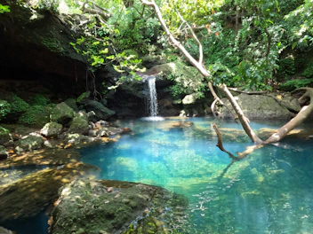 Natural pool surrounded by tropical plants and sunlight filtering through leaves.