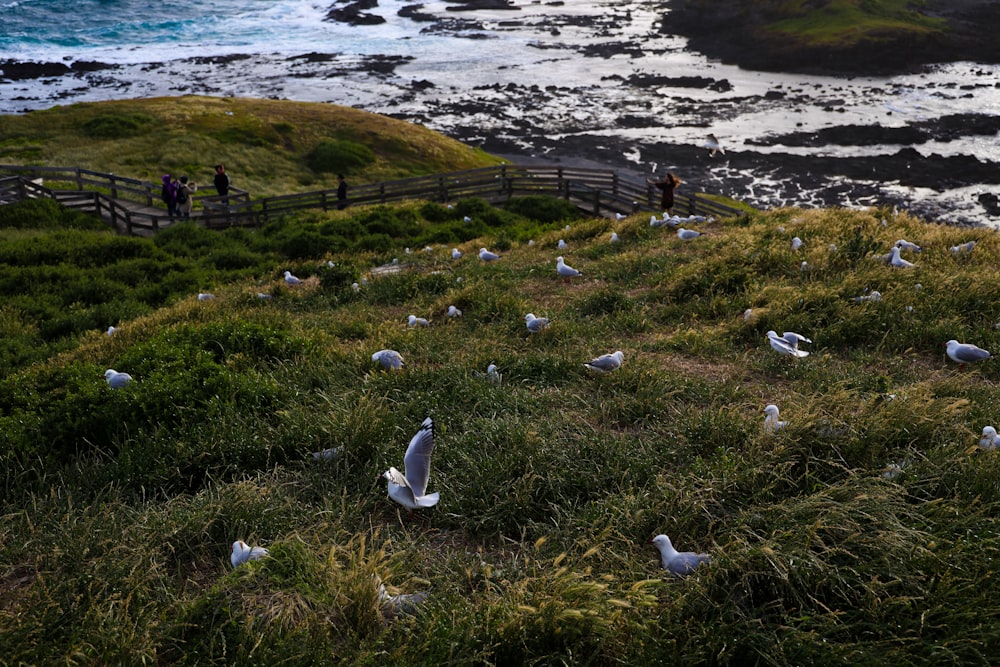 a flock of seagulls sitting on top of a lush green hillside