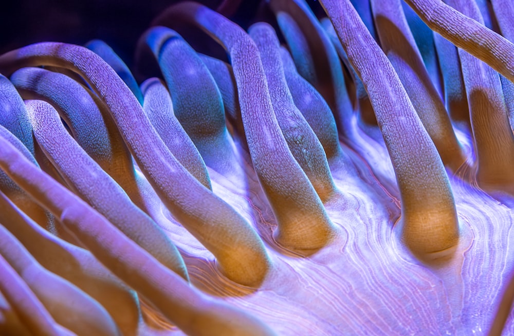 a close up of a purple sea anemone