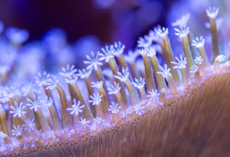 Detail of delicate sea anemones waving with the ocean current