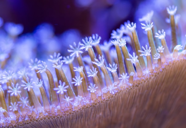 Detail of delicate sea anemones waving with the ocean current
