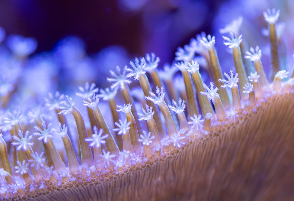 a close up of a hair brush with snow flakes on it