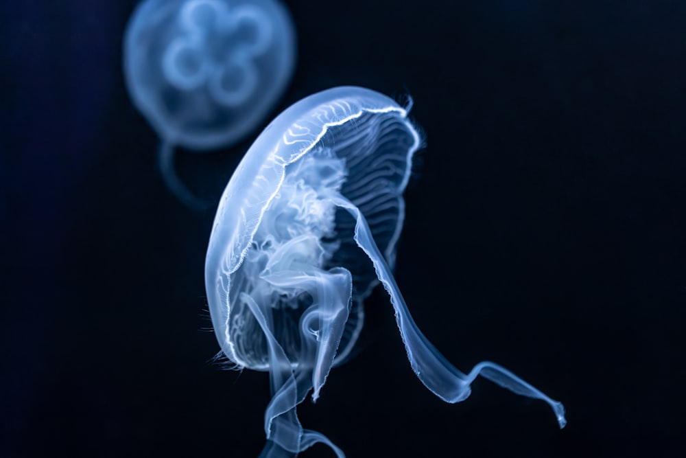 una coppia di meduse che nuotano l'una accanto all'altra