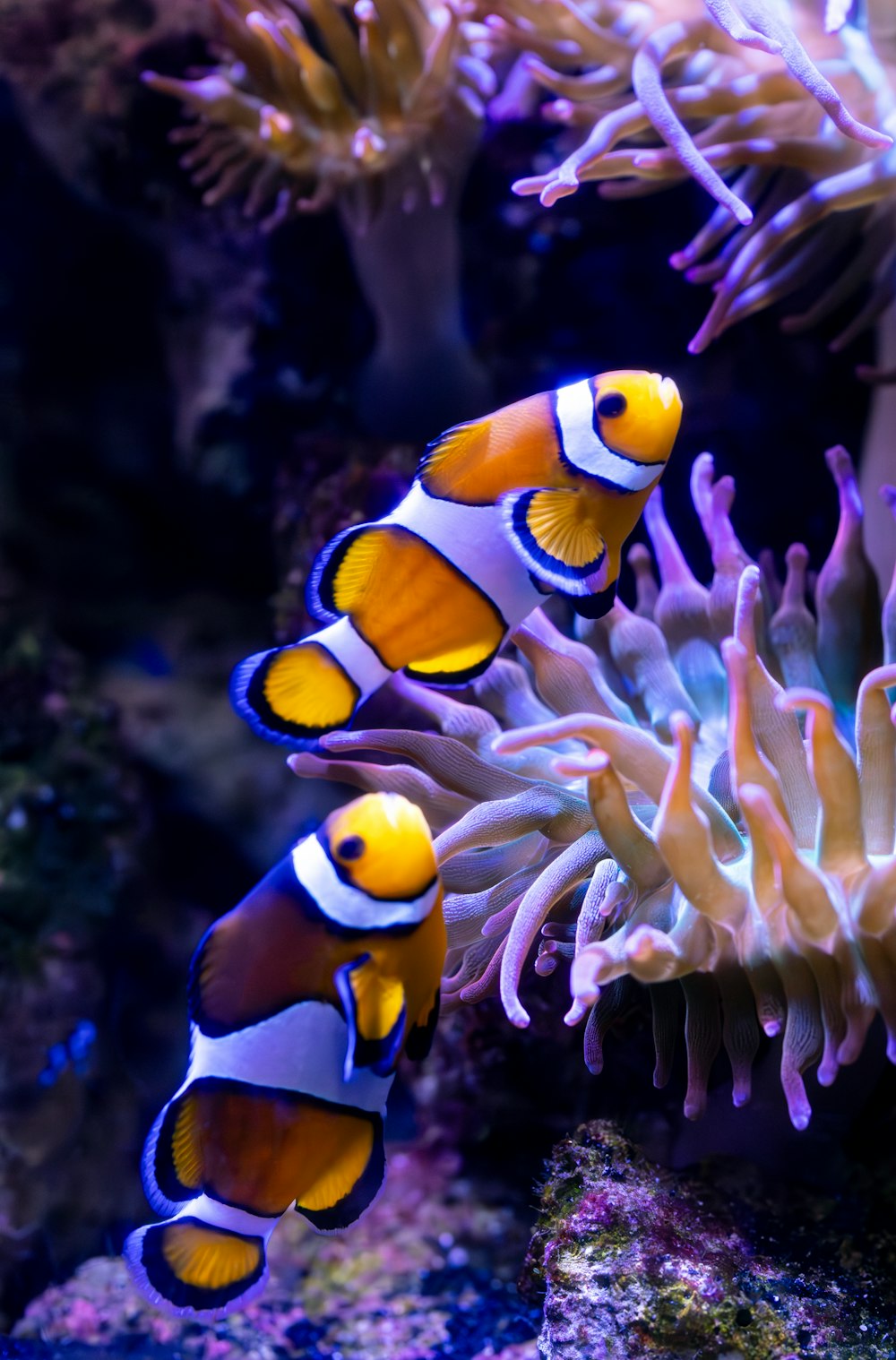 a couple of clown fish in an aquarium