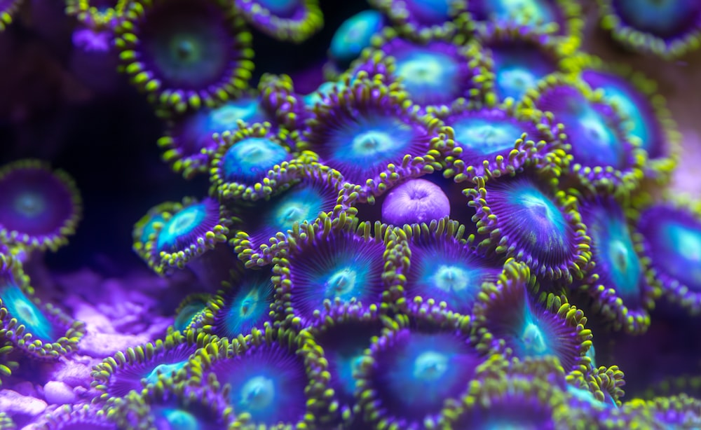 a close up of a purple and green sea anemone
