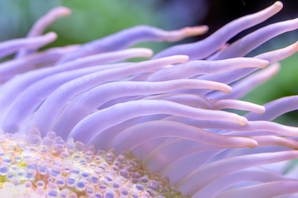 a close up of a purple flower with white tips