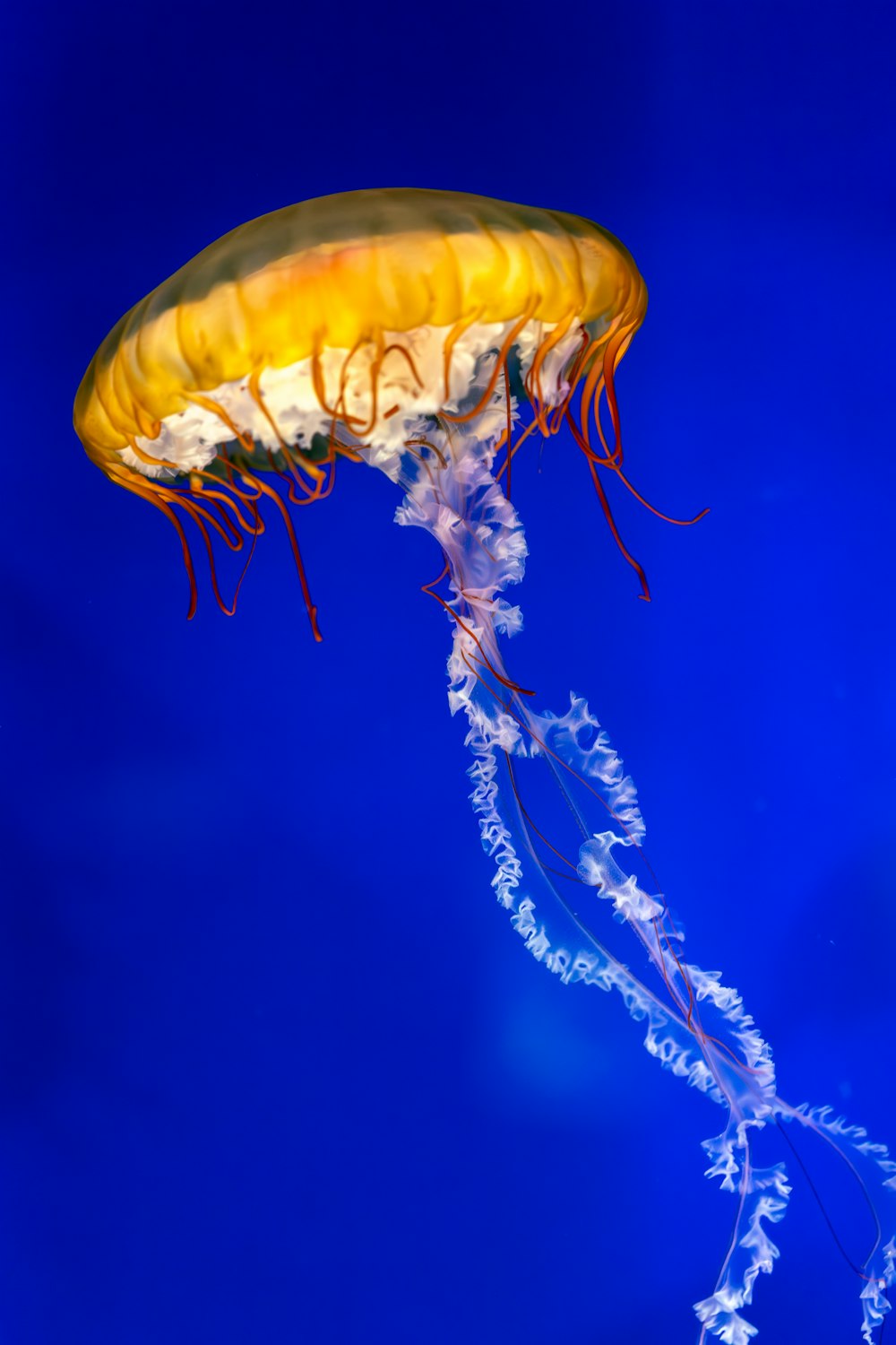 a yellow jellyfish floating in the water