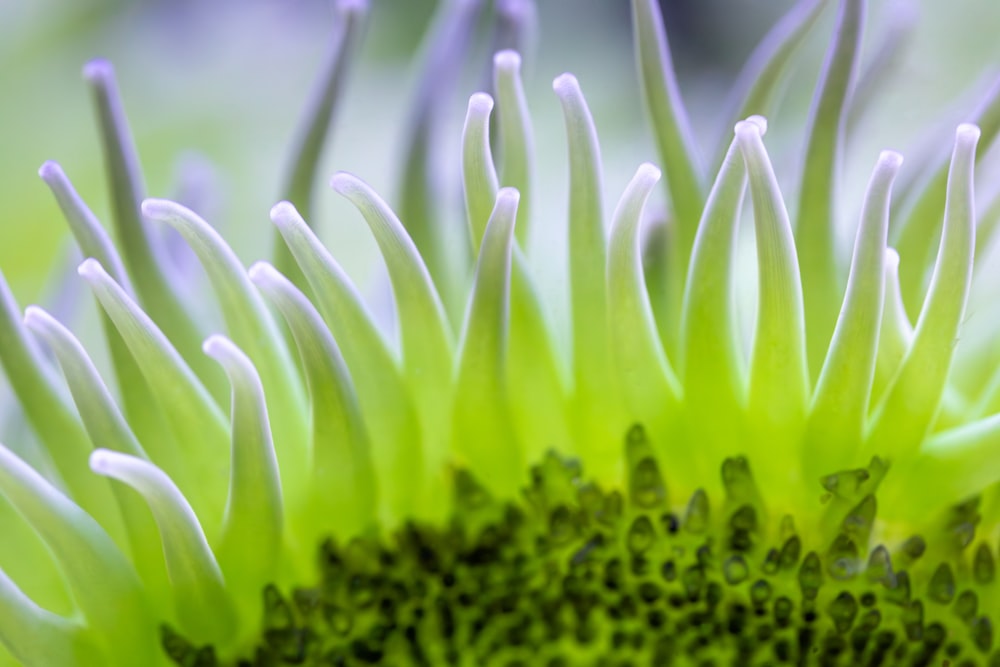 a close up of a green flower with white tips