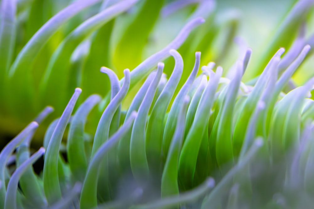 Un primer plano de una planta verde y blanca