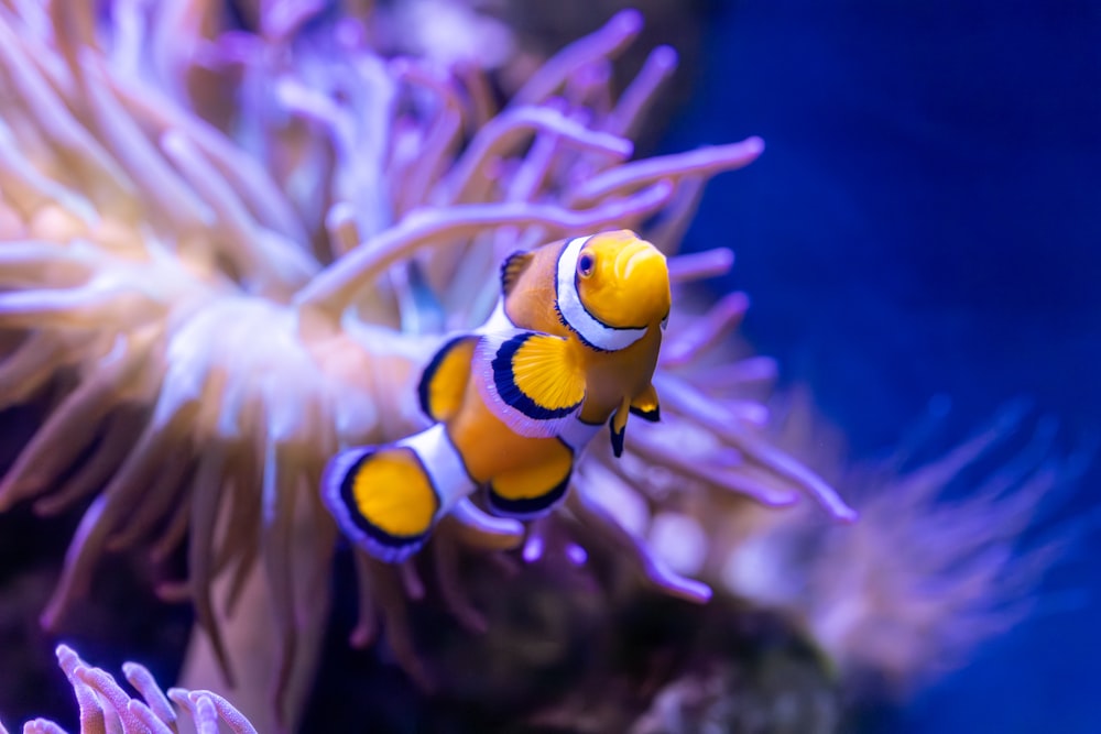 Un pez payaso naranja y blanco en un acuario