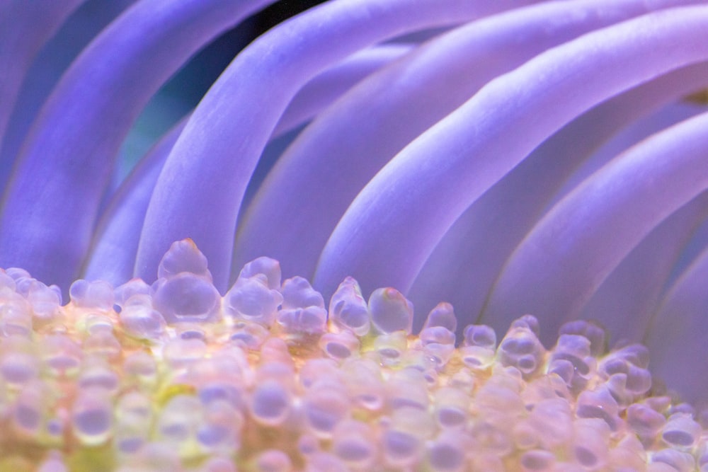 a close up of a bunch of purple flowers