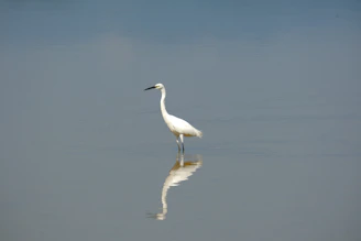 a white bird is standing in the water