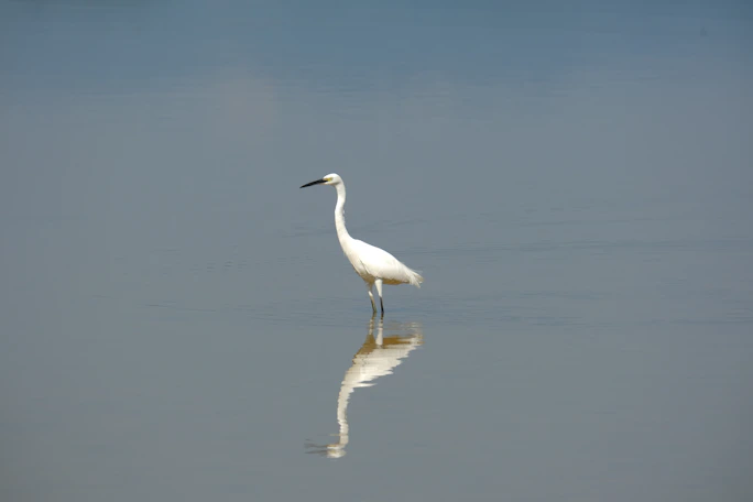 a white bird is standing in the water