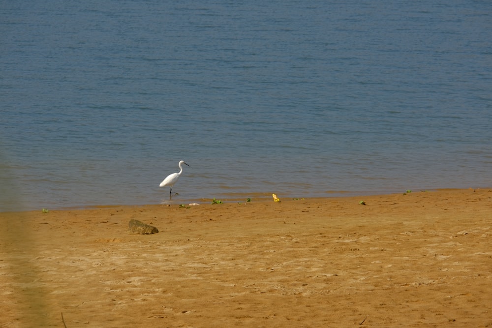 砂浜の上に立つ白い鳥
